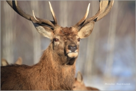 <p>JELEN LESNÍ (Cervus elaphus) obora /Red deer - Rothirsch/</p>